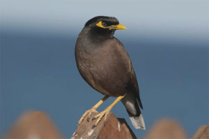  Mynah común