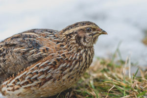  Quail biasa