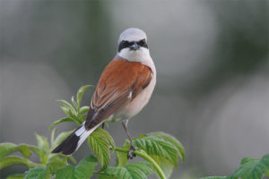  Shrike biasa