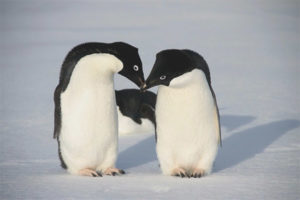  Adelie Penguin