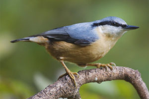  Nuthatch