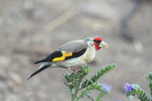  Goldfinch berkepala kelabu