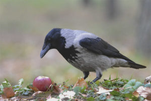  Burung gagak kelabu