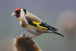  Goldfinch