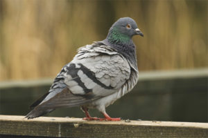  Burung merpati batu