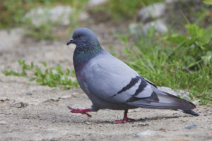  Burung merpati batu