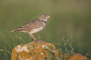  Lark Steppe