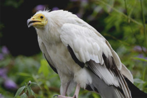  Burung hantu