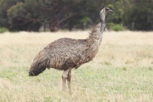  Emu ostrich