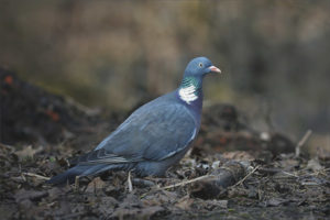  Merpati kayu