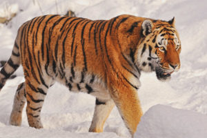  Harimau amur