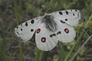  Mariposa de apolo