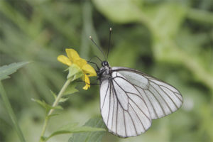  Mariposa polilla