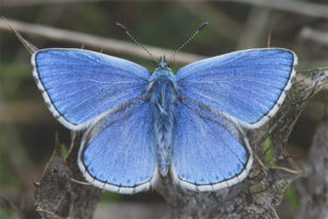  Mariposa azul