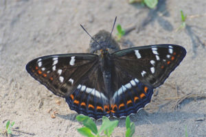  Lentochnik mariposa