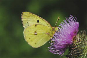  Extremidad de mariposa