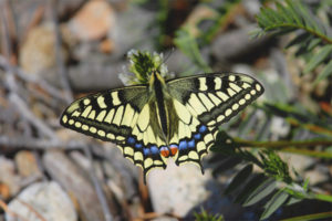  Mariposa machaon