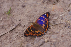  Mariposa iridiscente