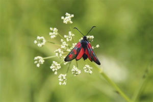  Mariposa