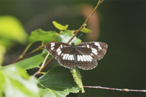  Mano de mariposa