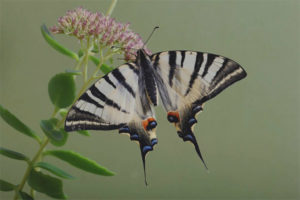  Mariposa mariposa