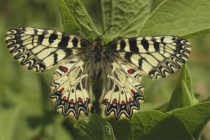  Mariposa polyxena