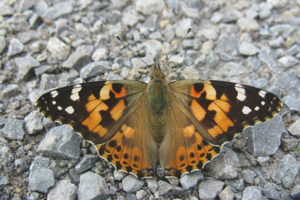  Bardana de mariposa