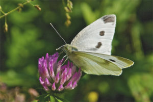  Repnas de mariposa