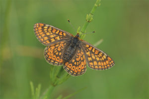  Mariposa a cuadros