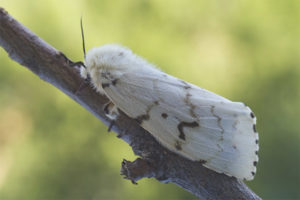  Gusano de seda de mariposa