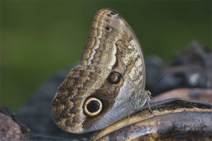  Búho mariposa