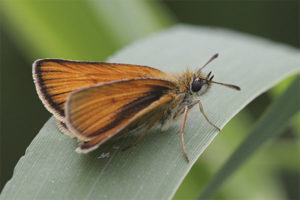  Mariposa espesa