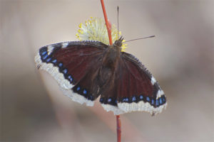  Duelo de mariposas