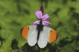  Mariposa del amanecer