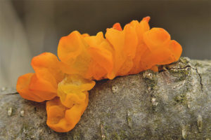  Naranja Tremella