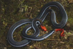  Serpiente glandular de dos rayas