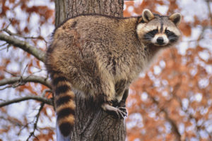  Raccoon Raccoon