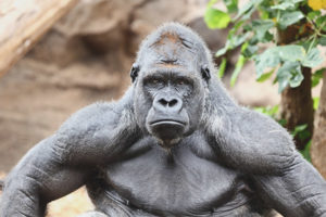  Gorilla