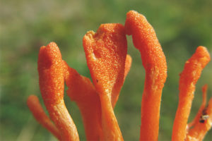  Cordyceps militares