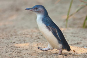  Pequeño pingüino