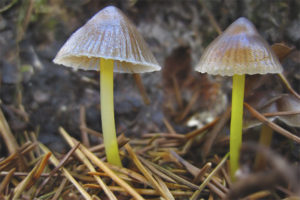  Mycena