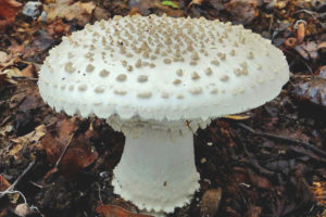  Amanita erizada