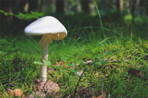  Amanita maloliente