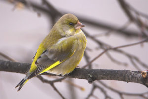  Greenfinch común