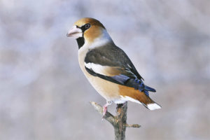  Hawfinch común