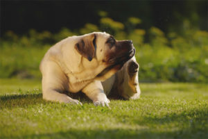  ¿Por qué un perro pica si no hay pulgas