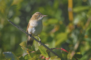  Curruca de jardín