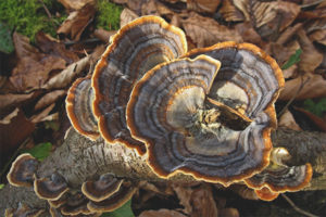  Trametes multicolores