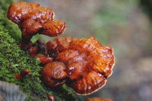  Polypore laqueado