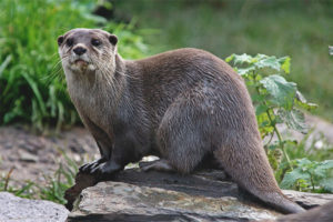  Otter